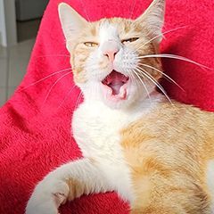adoption 4