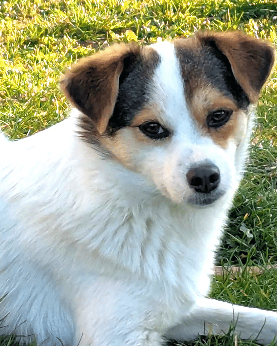 lulu (1)