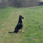 rex (4)