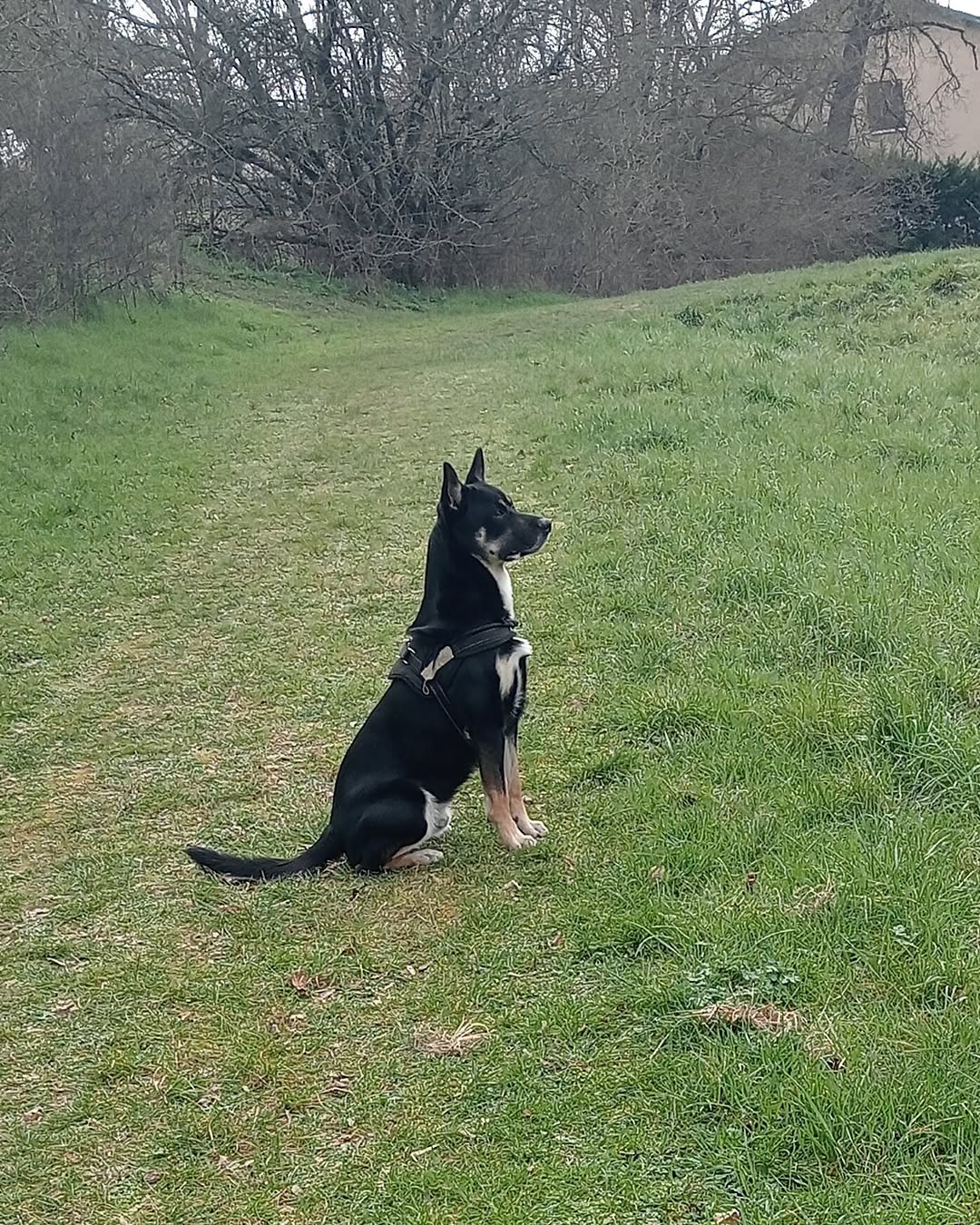 rex (4)