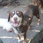 toby (4)