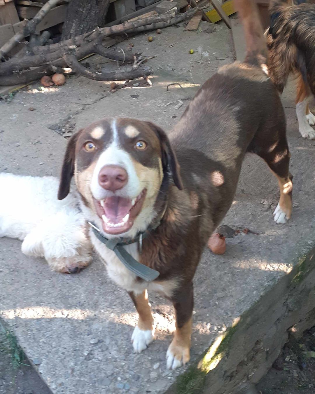 toby (4)