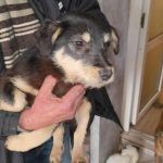 zorro (1)